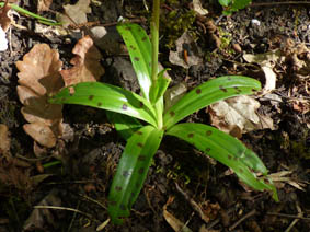 Orchis mascula 'purpurea'